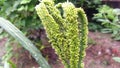 Eleusine coracana finger millet ragi fruits seeds snap