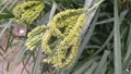 Eleusine coracana finger millet ragi fruits seeds stock