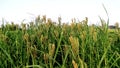 Eleusine coracana finger millet ragi kodo crops