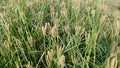 Eleusine coracana finger millet ragi kodo crops stock photo