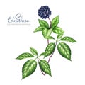 Eleuthero plant watercolor illustration. Hand drawn Eleutherococcus senticosus herb botanical vintage style illustration Royalty Free Stock Photo