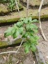 Eleutherococcus senticosus, Beinan Township, Taitung County