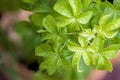 Eleutherococcus trifoliatus trees on nature background. top view,flat lay