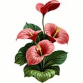 A bunch of Red Anthurium flower illustration vector