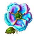 Cherokee Rose Floral Delight: Blue & Violet Botanical Illustrations. Royalty Free Stock Photo