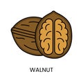 Elevate your designs with the Walnut illustration, a visually appealing representation of the iconic walnut.