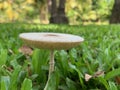 The elevated angle of the mushroom is growing on the grass in the garden