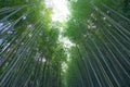 Elevated angle shot of bamboo forest.