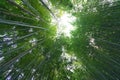 Elevated angle shot of bamboo forest.