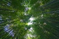 Elevated angle shot of bamboo forest.