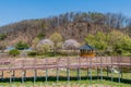 Elevated boardwalk in front of oriental gazebo