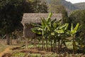 Hut and banana trees, near Inle Lake, Myanmar Royalty Free Stock Photo