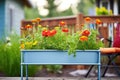 elevated metal garden bed with bright zinnias and cosmos