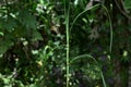 An elevated plant stem of a Heteropogon Contortus Ayurvedic plant Royalty Free Stock Photo