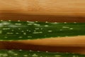 elevated view of aloe vera leaves on wooden tabletop