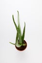 elevated view of aloe vera in pot isolated on white background