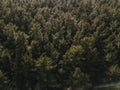 elevated view coniferous forest. High quality photo