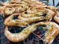Freshly caught shrimp Royalty Free Stock Photo