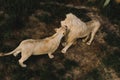 elevated view of lioness and lion rubbing heads