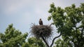 Of elevation and natural habitat, characteristic of eagles nesting in tree Royalty Free Stock Photo