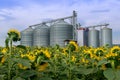 Elevator in a sunflower field Royalty Free Stock Photo