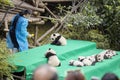 Eleven baby pandas first public display at Chengdu Research Base of Giant Panda Breeding.