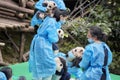 Eleven baby pandas first public display at Chengdu Research Base of Giant Panda Breeding.