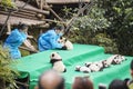 Eleven baby pandas first public display at Chengdu Research Base of Giant Panda Breeding.