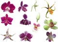 Eleven orchid blooms collection on white