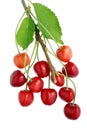 Eleven red berries of sweet wild forest cherry hang on a branch Royalty Free Stock Photo