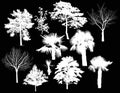 Eleven tree white silhouettes isolated on black