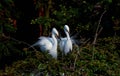 Elf-like dancer - Egret bird dance--4 Royalty Free Stock Photo