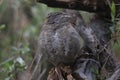 Elf owl Micrathene whitneyi Royalty Free Stock Photo