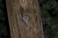 Elf Owl, Micrathene whitneyi, nesting in a post