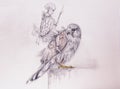 Elf Warrior on hawk. pencil drawing on old paper. Royalty Free Stock Photo