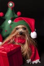 Elf yorkshire terrier dog Royalty Free Stock Photo