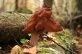 Elfin saddle, fungus growing on dead wood Royalty Free Stock Photo