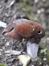 Elfin saddle mushroom