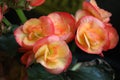 Eliator Begonias