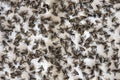 Close-up of dead flies from chemical destruction Royalty Free Stock Photo