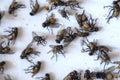 Close-up of dead flies from chemical destruction Royalty Free Stock Photo