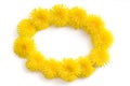 Elipse-shaped frame made of fresh yellow Dandelion flowers on white background. Royalty Free Stock Photo