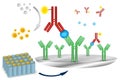 ELISA immuno assay reaction scheme Royalty Free Stock Photo