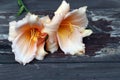 Elisabeth Salter daylily flowers on the background of an old textural board. The daylily is a flowering plant in the genus Royalty Free Stock Photo