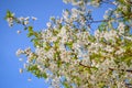 Cherry tree spring blooming in Elista