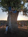 Lone Poplar Tree