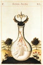 alchemical illustration of the white rose taken from the donum dei