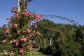 Elizabeth Park Twenty - Rose Blossom