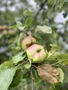 Elizabethan orchard garden in England Royalty Free Stock Photo