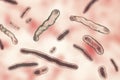 Elizabethkingia meningoseptica bacteria, 3D illustration